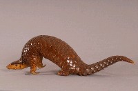 臺灣鯪鯉藏品圖，第3張